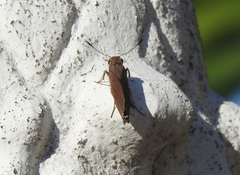 Asbolis capucinus