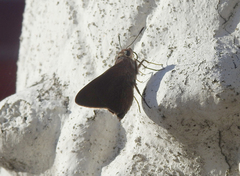 Asbolis capucinus