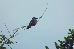 Heliomaster squamosus