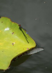 Pseudagrion massaicum
