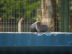 Patagioenas maculosa
