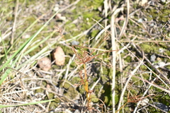 Cyperus microiria