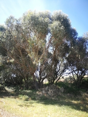 Eucalyptus
