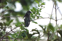 Heliomaster squamosus
