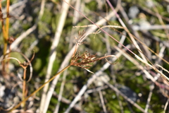 Cyperus microiria