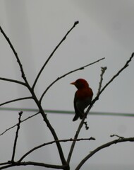 Anaplectes rubriceps