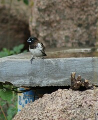 Spermestes cucullata