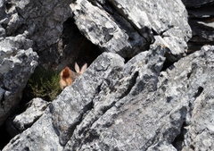 Pronolagus saundersiae