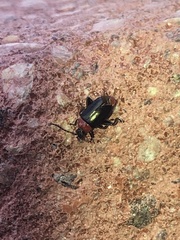 Disonycha xanthomelas