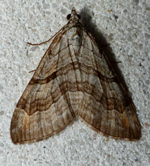 Aplocera