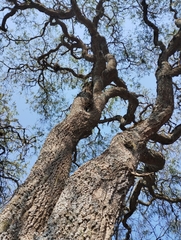 Aspidosperma quebracho-blanco