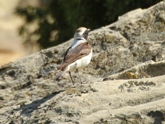 Oenanthe melanoleuca