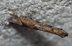 Zelleria oleastrella