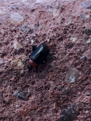 Disonycha xanthomelas