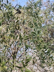 Aspidosperma quebracho-blanco
