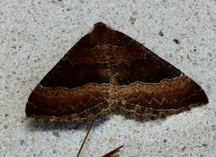 Larentia clavaria