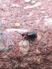 Disonycha xanthomelas
