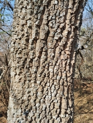 Aspidosperma quebracho-blanco
