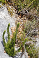 Pronolagus saundersiae