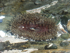 Actiniidae