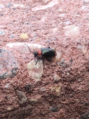 Disonycha xanthomelas