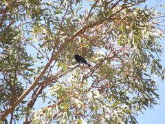 Molothrus bonariensis