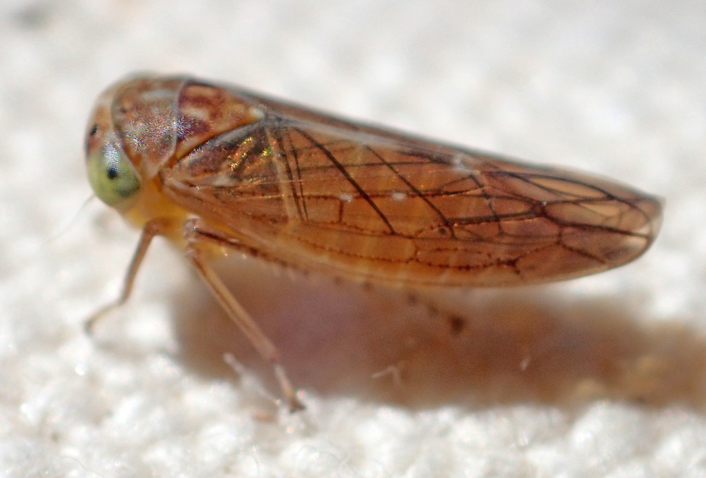 Idiocerus musteus