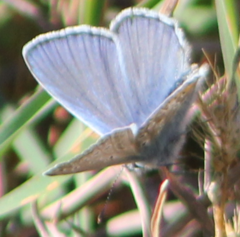 Polyommatus