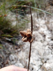 Hellmuthia membranacea