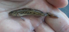 Etheostoma nigrum