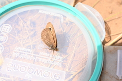 Cercyonis oetus image