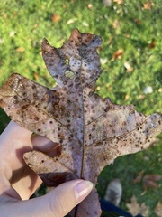 Neuroterus tantulus