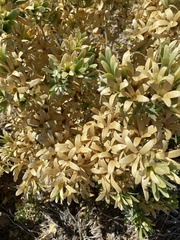 Kissenia capensis image