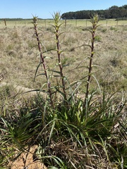 Eryngium horridum