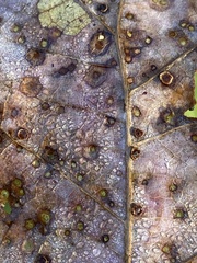 Neuroterus tantulus