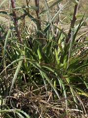 Eryngium horridum