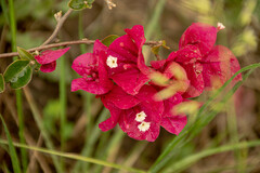 Bougainvillea