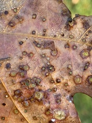 Neuroterus tantulus