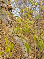 Salix amygdaloides