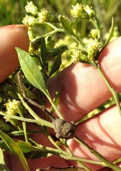 Neolasioptera lathami