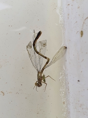 Xanthocnemis zealandica