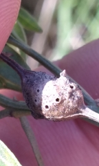 Neolasioptera lathami