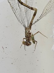 Xanthocnemis zealandica