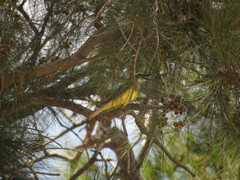 Pitangus sulphuratus