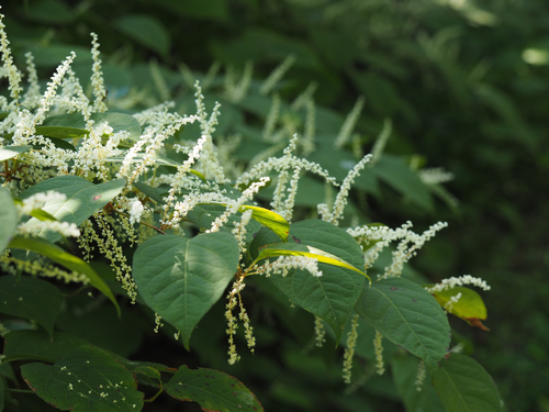 Reynoutria japonica Houtt.