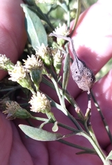 Neolasioptera lathami