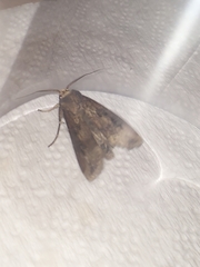 Agrotis ipsilon