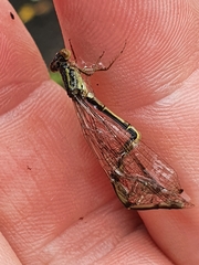 Xanthocnemis zealandica