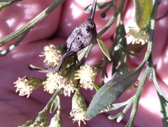 Neolasioptera lathami