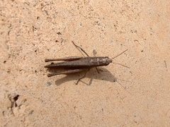 Amblytropidia